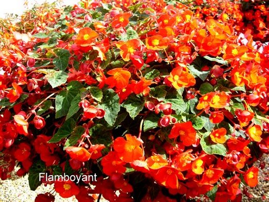 B. ‘Flamboyant’